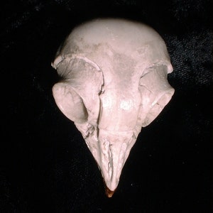 Screech Owl Owl Skull Bird Skull Bones Bird Bones Cast from Bones image 5