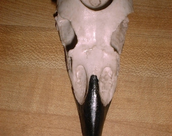 Raven - Skull - HALLOWEEN - Mystical - Candleholder - RAVEN Candleholder - Skull Casting - Bird Skull - Bones  - Mystical Bird