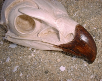 Eagle - Bald Eagle - Skull - Bones - Bird Skulls - Casting of an Eagle Skull - Natural Bone
