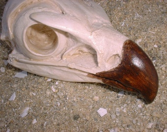 Bone Finish Bald Eagle Skull Casting – Natural History Replica