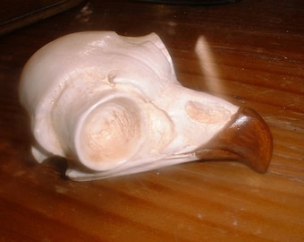 Great Horned Owl Skull Casting - Hydrostone Nature Replica