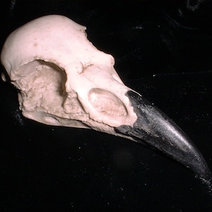 Raven  Skull - ETHICAL - Not PLASTIC - Totem - HALLOWEEN - Raven Skull - Casting - Bird Skull - Bones - Collection - Mystical Bird