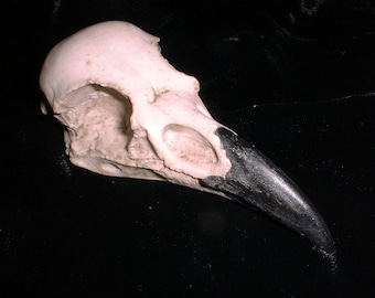 Raven  Skull - ETHICAL - Not PLASTIC - Totem - HALLOWEEN - Raven Skull - Casting - Bird Skull - Bones - Collection - Mystical Bird