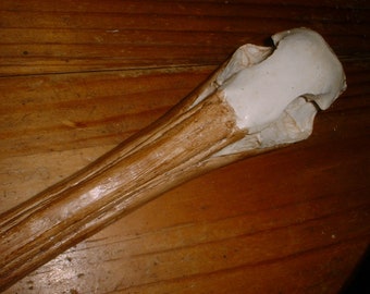 PELICAN - Large Skull - Bird - RARE  - CASTING . California Pelican - Bone Casting - Pelican - Ocean - Sea Bird - Wall Hanging - Unusual .