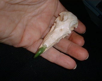 Fulmar - Sea Bird - Bird Skull - Skull Casting - Bone Casting - Small Bird Skull