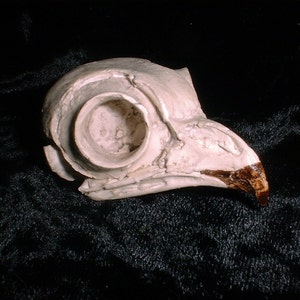 Screech Owl Owl Skull Bird Skull Bones Bird Bones Cast from Bones image 4