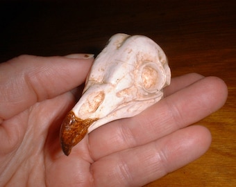 OWL Skull - BARN OWL - Bird Bones  - Replica - Casting - Bird Skull - Bones