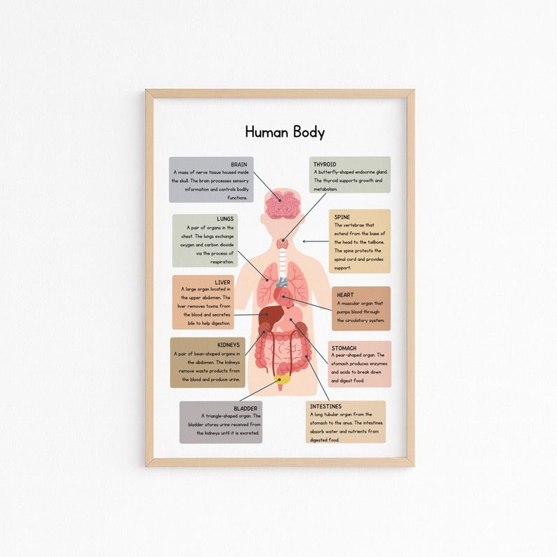 Human Body Parts Poster for Kids, Printable Human Anatomy Chart ...