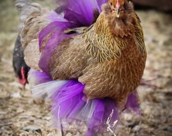 Custom Chicken Tutu in standard fullness