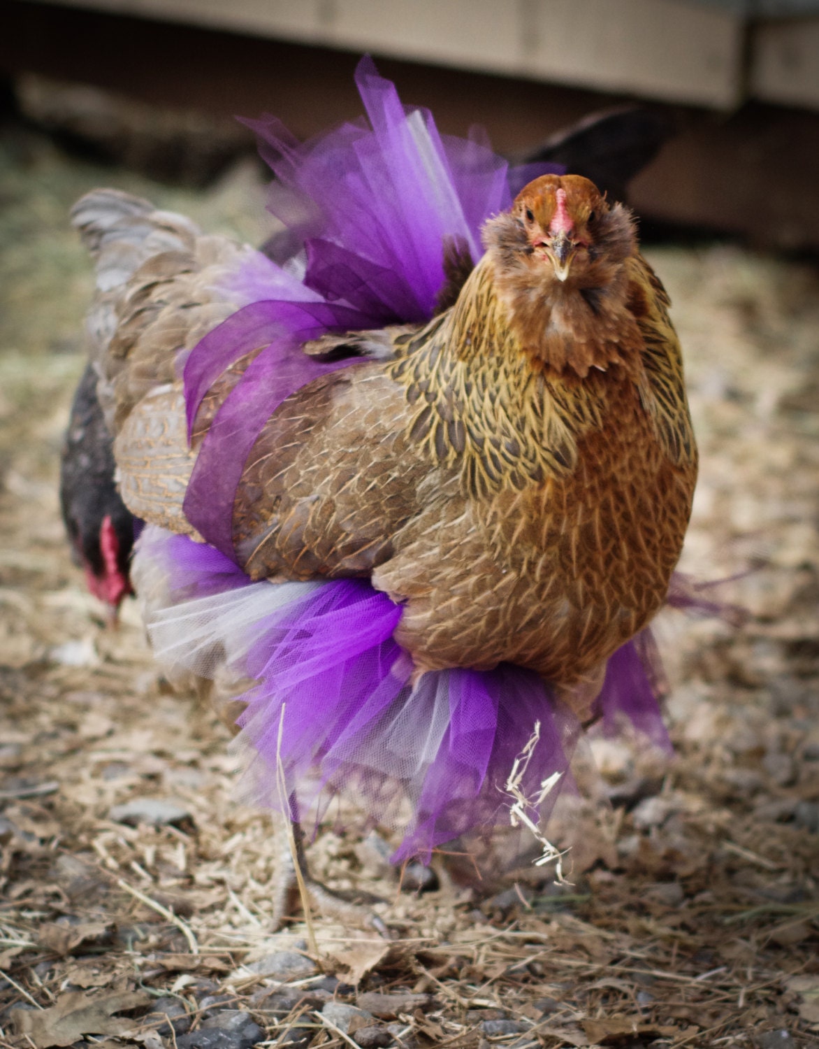 Tutu de Poulet Personnalisé Dans La Plénitude Standard