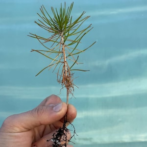 May include: A small pine tree seedling with green needles and a brown stem. The seedling's roots are visible, showing a dark brown color. The background is a light blue, possibly a greenhouse environment.