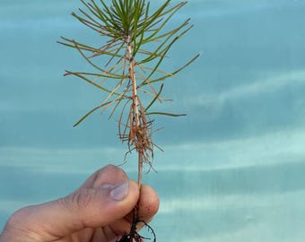 Bundle of 3 Kuro Matsu Japanese Black Pines (Pinus thunbergii) Air-Pruned Pre-Bonsai Seedling