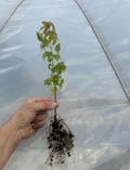 Trident Maple (Acer buergerianum) Air-Prune Pre-Bonsai Seedlings