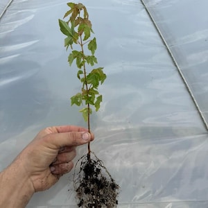 Trident Maple (Acer buergerianum) Air-Prune Pre-Bonsai Seedlings