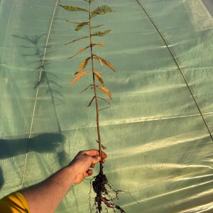 May include: A young tree seedling with a slender brown trunk and feathery green and orange-brown foliage. The roots are visible, held by a hand against a translucent green background. The tree is in the early stages of growth.