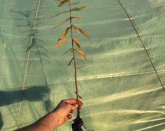 Bald Cypress (Taxodium distichum) Second Year Pre-Bonsai Saplings