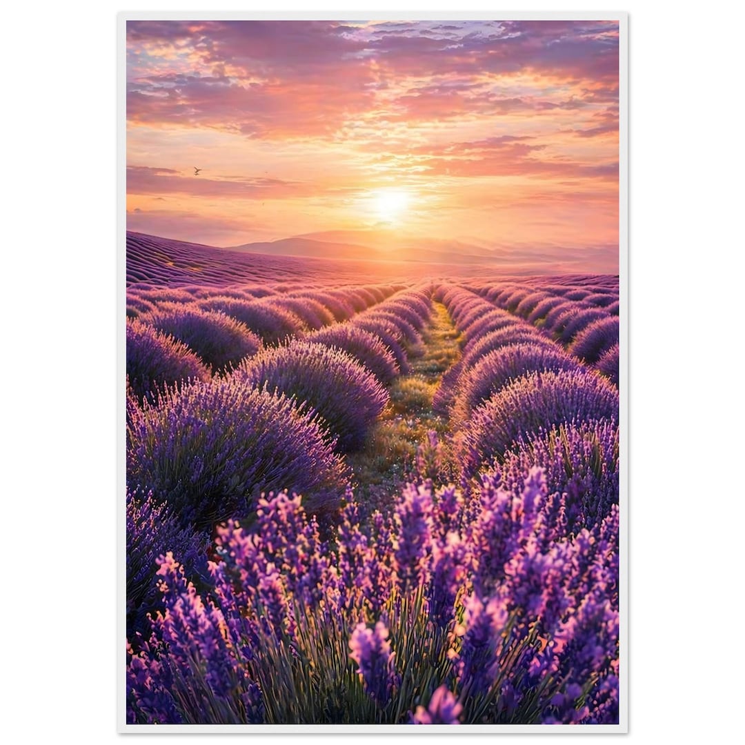 Lavender Field Sunset Framed Poster Print | Provence Landscape