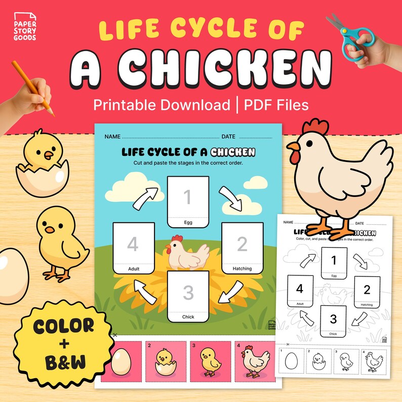 Printable Chicken Process Chicken Life Cycle Worksheet: Cut & Paste Activity (PDF) - Etsy