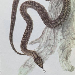 May include: A watercolour illustration of a snake coiled around a tree branch. The snake has a brown and tan patterned body, with a detailed scale texture. Its head is triangular, with a forked tongue extended. The artwork is on a white background.