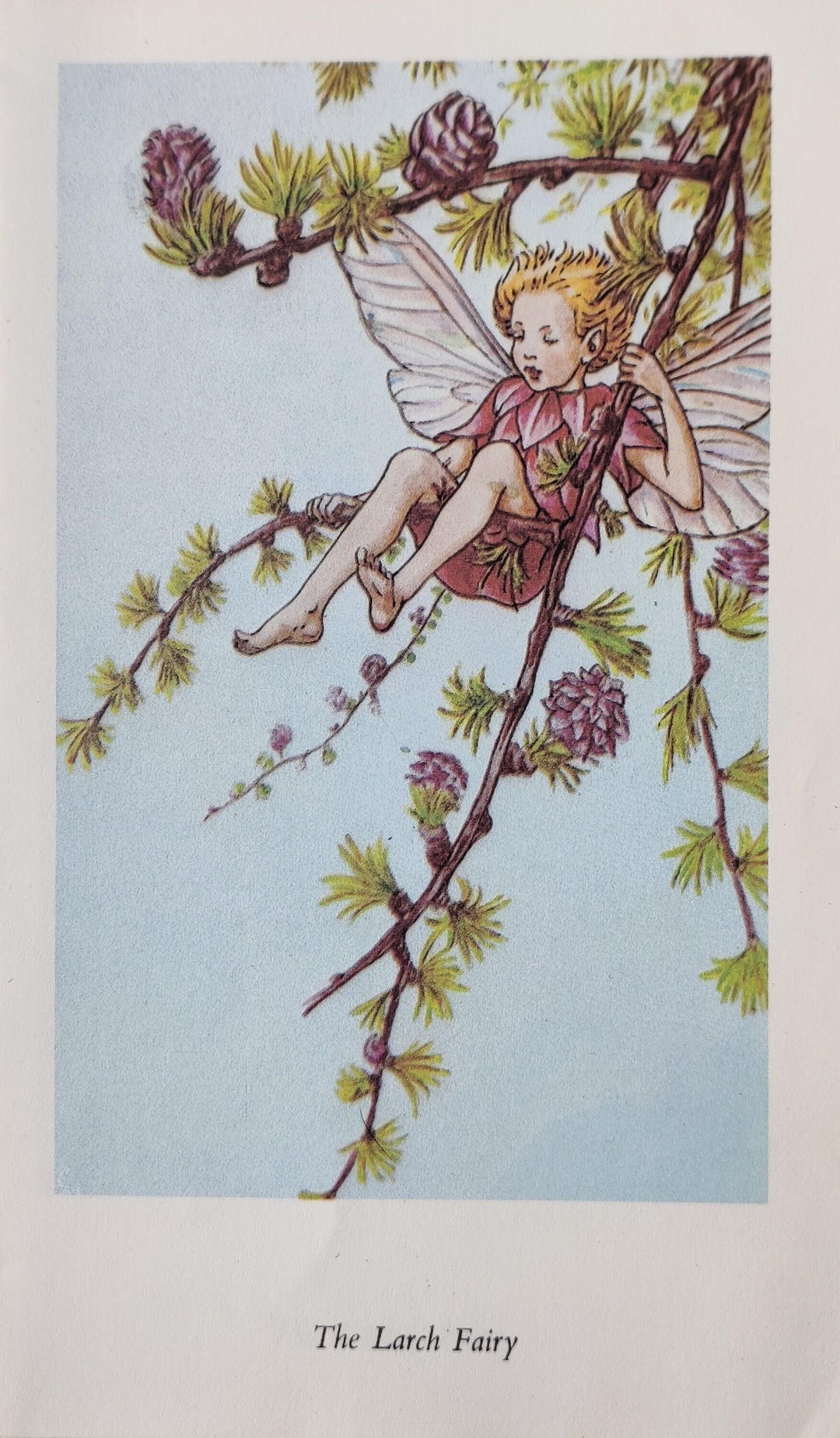 1974 Original Vintage Cicely Mary Barker Illustrated Plate 'the Song of ...