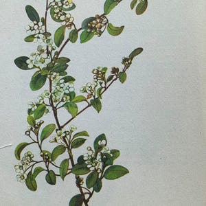 May include: Illustration of a flowering plant branch with small white flowers and green leaves. The plant's stems are brown, and the leaves are a deep green. The background is a plain, off-white color.