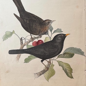 May include: An antique botanical illustration of two birds perched on a branch with leaves and cherries. One bird is black with a yellow beak, the other is brown with a speckled chest. The image is labeled "Pl. 51."