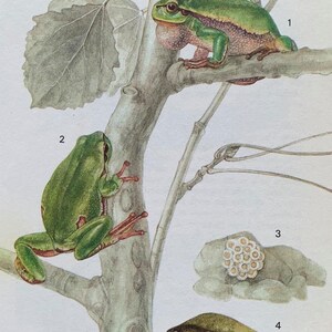 May include: Illustration of a tree frog life cycle. The image shows a green frog with a pink throat, another green frog, frog eggs, and a tadpole. The frogs are perched on a tree branch with leaves.