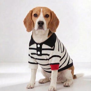 May include: A Beagle dog wearing a black and white striped polo shirt with a black collar and red cuff detail. The dog is sitting and looking directly at the camera against a white background.