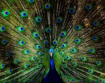 May include: A peacock with its tail feathers spread out in a fan shape. The feathers are green and blue with iridescent eyespots. The peacock is standing on a dark background.