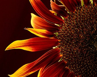 Sunflower Photo , Late Summer's colors home decor, wall decor, cottage decor