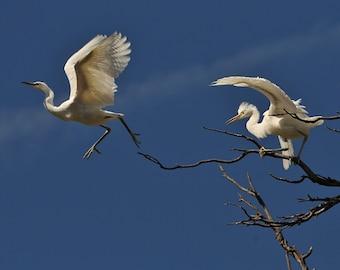 May include: Two white egrets, one in flight with wings spread, the other perched on a bare branch against a blue sky.