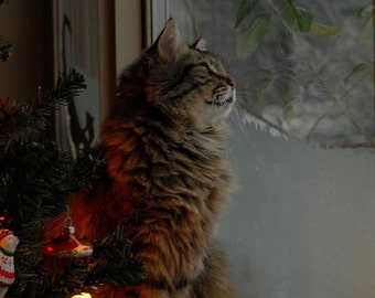 Cat photo, Christmas cat Waitin' for Santa, wall decor