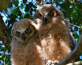 May include: Two young owls perched on a tree branch, captured in a natural setting. The owls have mottled brown and tan feathers, with large yellow eyes. The background features green leaves and blue sky.
