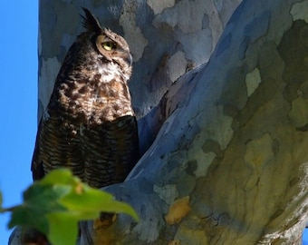 May include: A brown and gray owl perched on a tree trunk with a mottled gray bark. The owl has yellow eyes and is looking to the right.