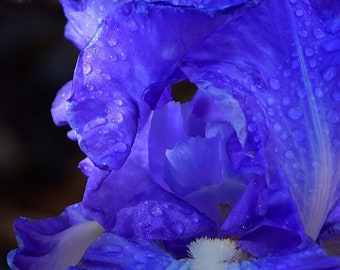 May include: Close-up of a vibrant blue iris flower with water droplets on the petals. The flower is in full bloom and has a white center.