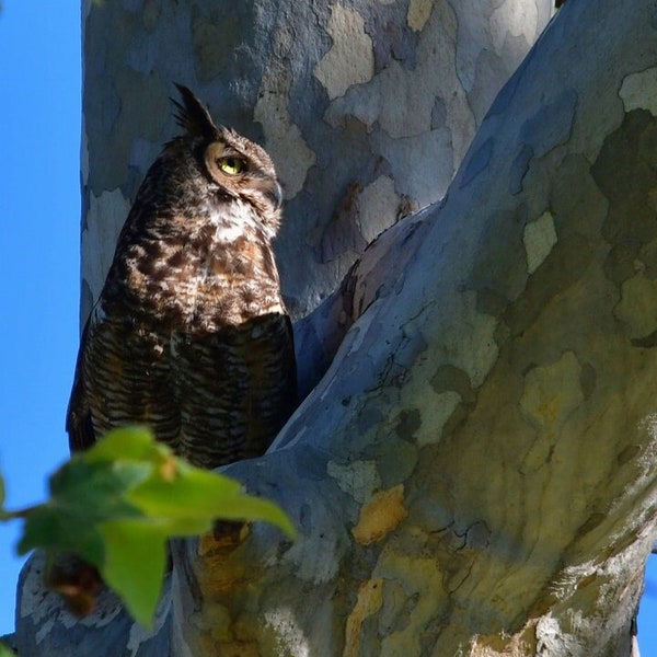 Owls, Owl, Owls in Nature, Owl Photography, Owl Photo, Nature Photography, Fine Art Photography, Wall Decor