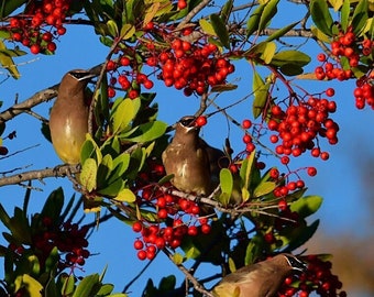 Cedar Waxwing Feast Photo, Berry Eating Cedar Waxwings, Cedar Waxwings trio, Migrating birds, Birds in Winter