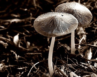 Mushrooms Fairy Houses Gnome Umbrellas Photo, Fine Art Photography
