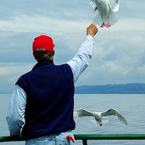 Puget Sound Seagull photo - And they will come....Seattle photo, home decor, wall decor, photo, Ferry photo