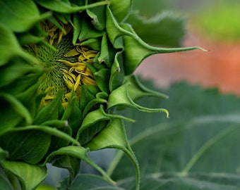 May include: Close-up of a sunflower bud, showing the green sepals and the yellow petals beginning to open.
