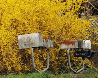 May include: A row of five metal mailboxes with a white, gray, and brown color scheme. The mailboxes are mounted on a metal frame and are in front of a bush with yellow flowers.
