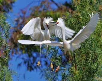May include: Two white snowy egrets with black beaks are perched in a tree, one with its wings spread wide and the other with its wings partially spread. The birds are facing each other with their beaks open, as if they are about to fight.