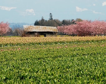 May include: A field of pink tulips in bloom with a weathered wooden barn in the background. The barn is surrounded by trees with pink blossoms.