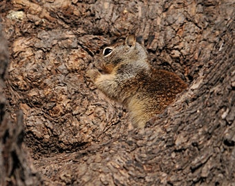 Squirrel Photo, Squirrel Camoflauged Photo, Brown Squirrel, Fine Art Photo, Nature Photo, Humorous Photo, Wall Decor