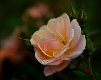 May include: A single, pale pink rose with a yellow center, partially open, with dew drops on the petals. The rose is in focus, while the background is blurred.