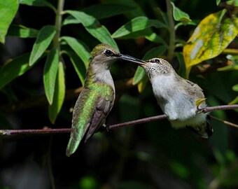 Mom Feeding Baby Humming bird photo,  Baby Hummingbird, Bird Photography, Fine Art Photography,  Nursery Decor