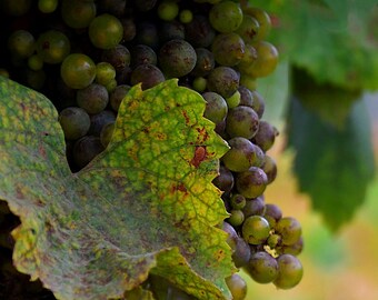May include: A bunch of green grapes hanging from a vine with a large green leaf with brown spots. The grapes are in various shades of green and some are starting to turn purple.