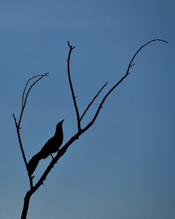 Bird Silhouette Photo, Dramatic Wall Décor, Black and Blue, Fine Art Photography, Stark and Striking photo, Statement Piece, Art Deco