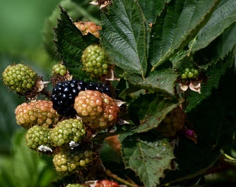 Blackberry Bush Photo, Ripening Berries Photo, Purple Green and Pink