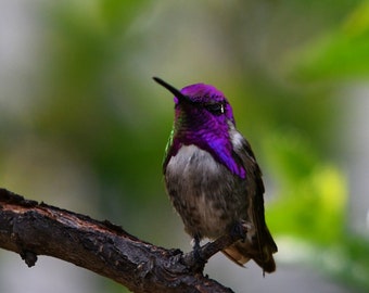 May include: A small hummingbird with iridescent purple and green feathers perches on a branch. The bird has a long, thin beak and is looking up.